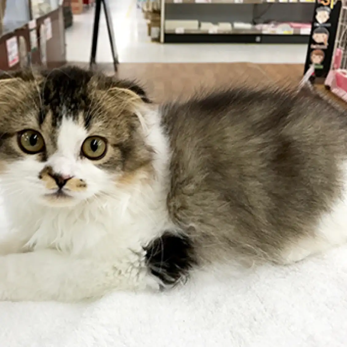 スコティッシュフォールド