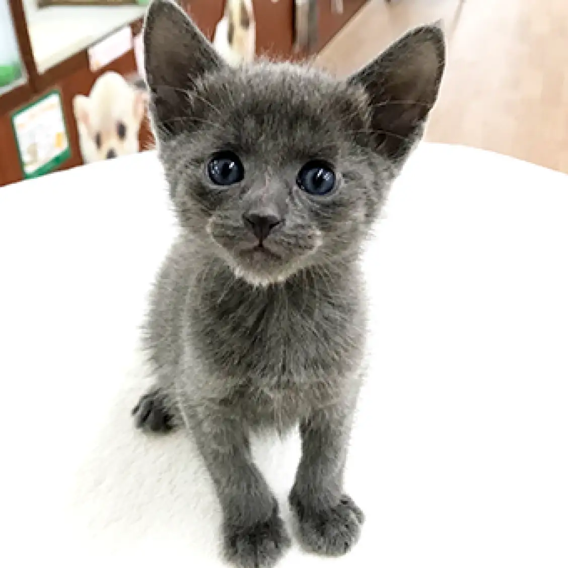 オリエンタルショートヘア