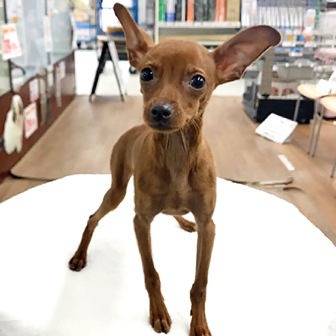 ミニチュア・ピンシャー