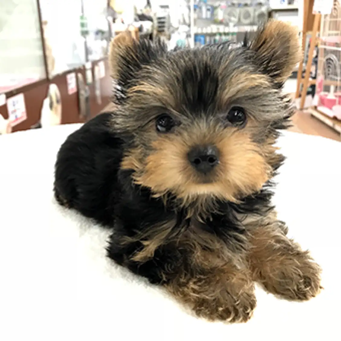 ヨークシャーテリア