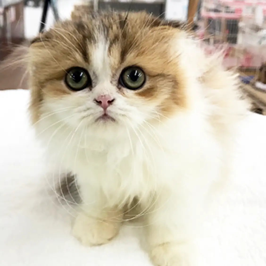 スコティッシュフォールド