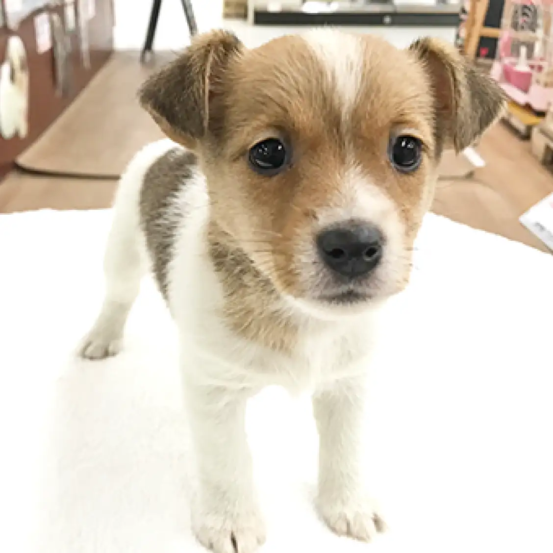 ジャックラッセルテリア