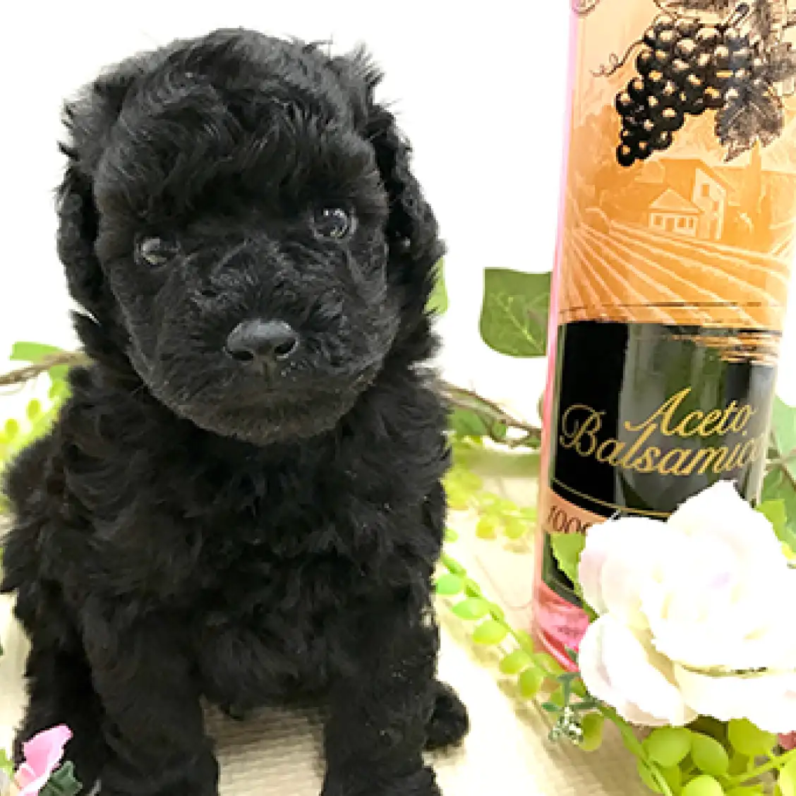 トイ・プードル