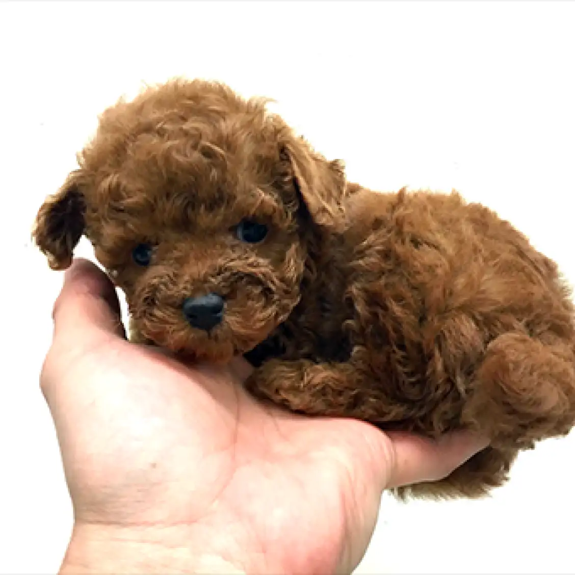 トイ・プードル