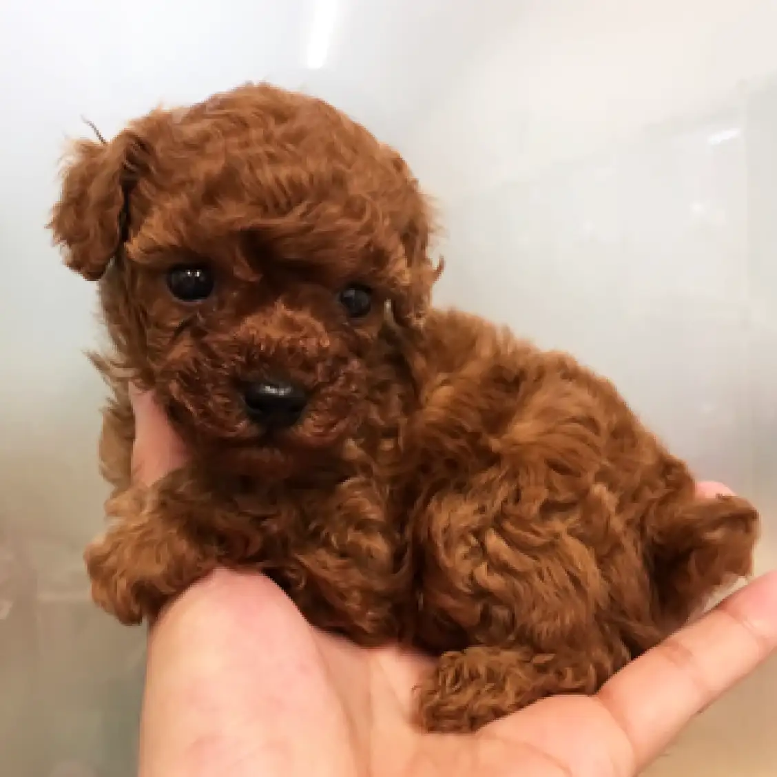 トイ・プードル