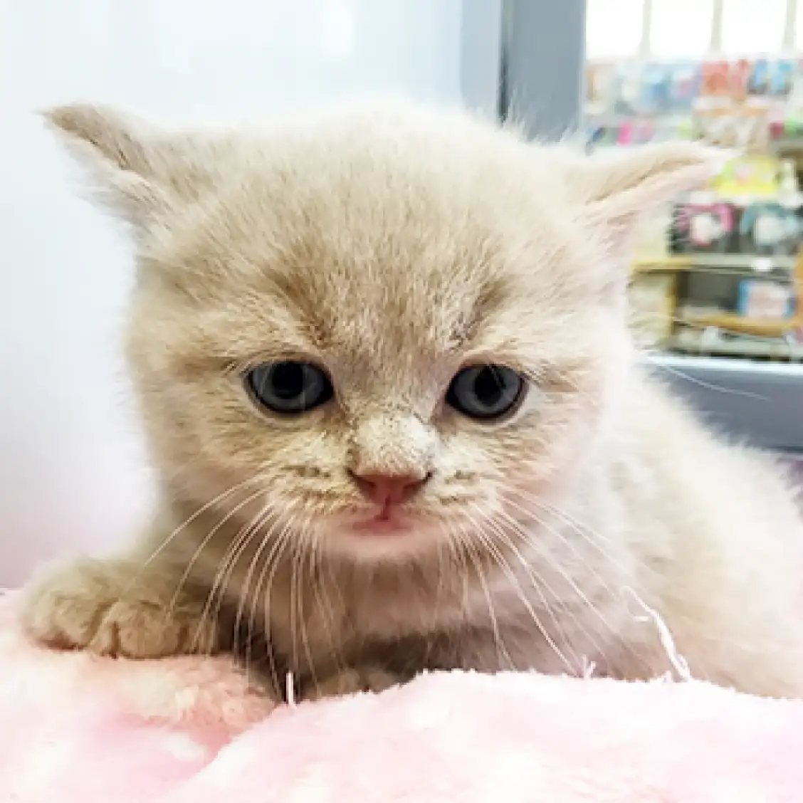 ブリティッシュショートヘア