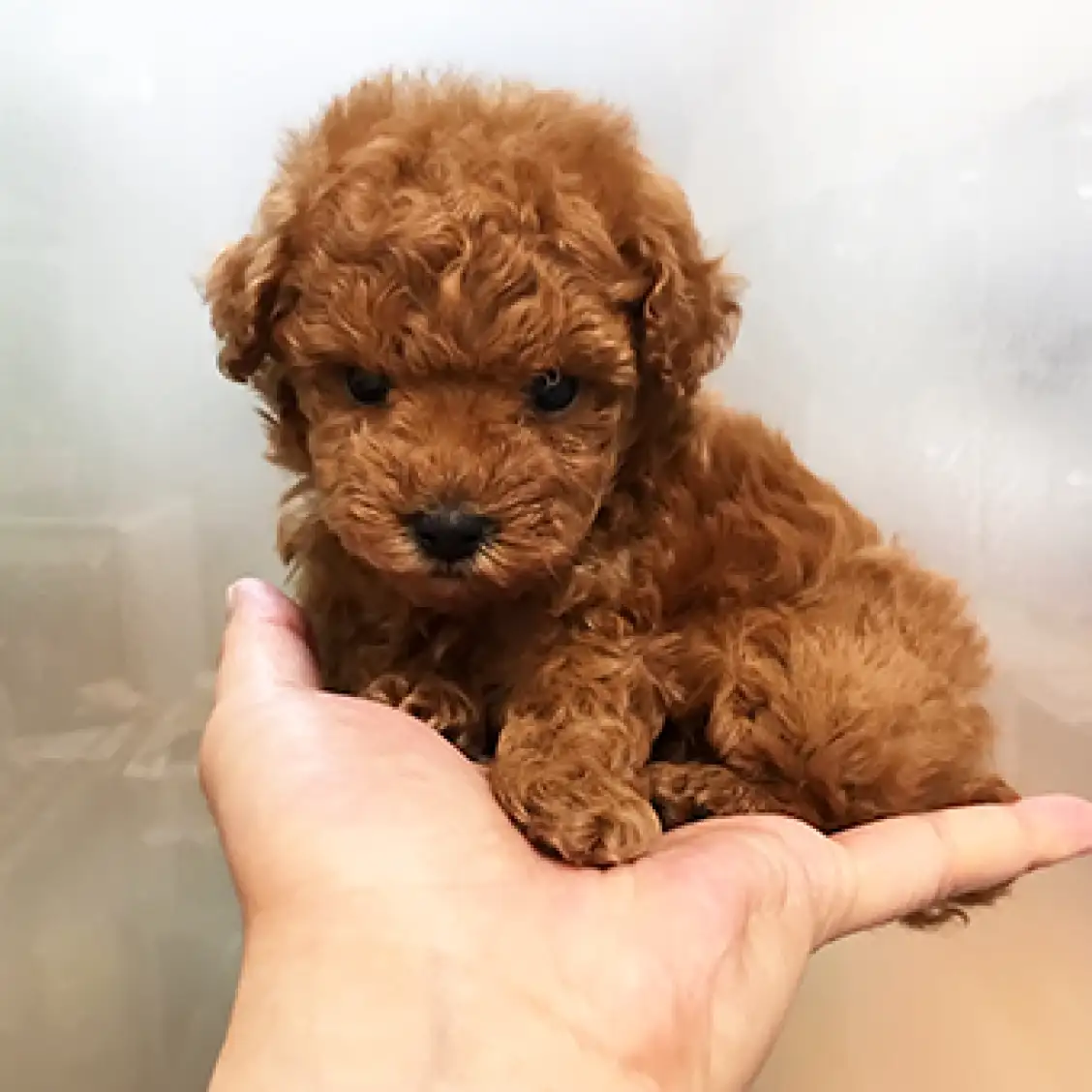 トイ・プードル