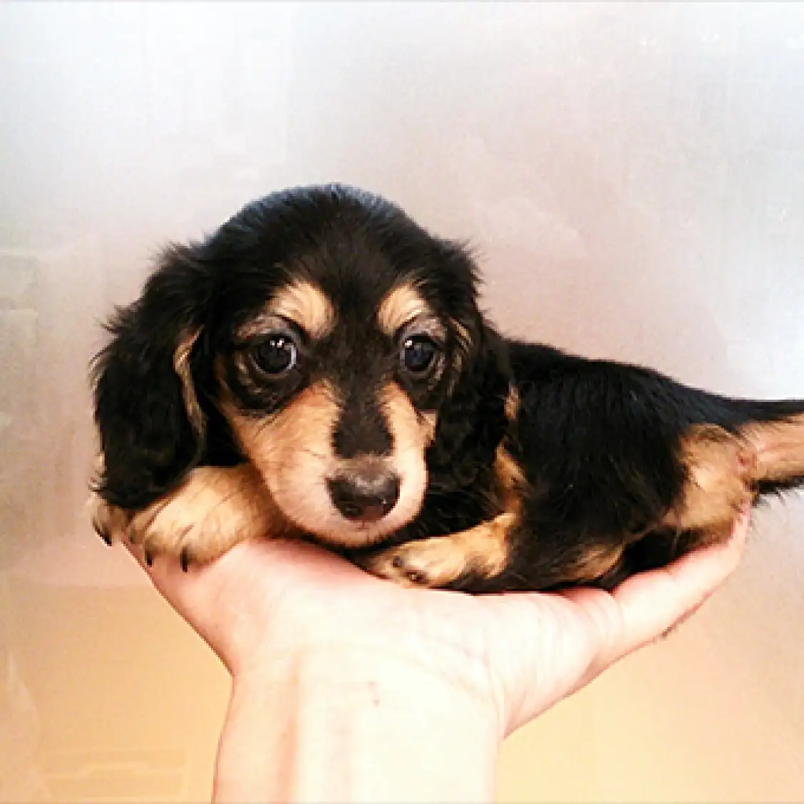 カニンヘン・ダックスフント