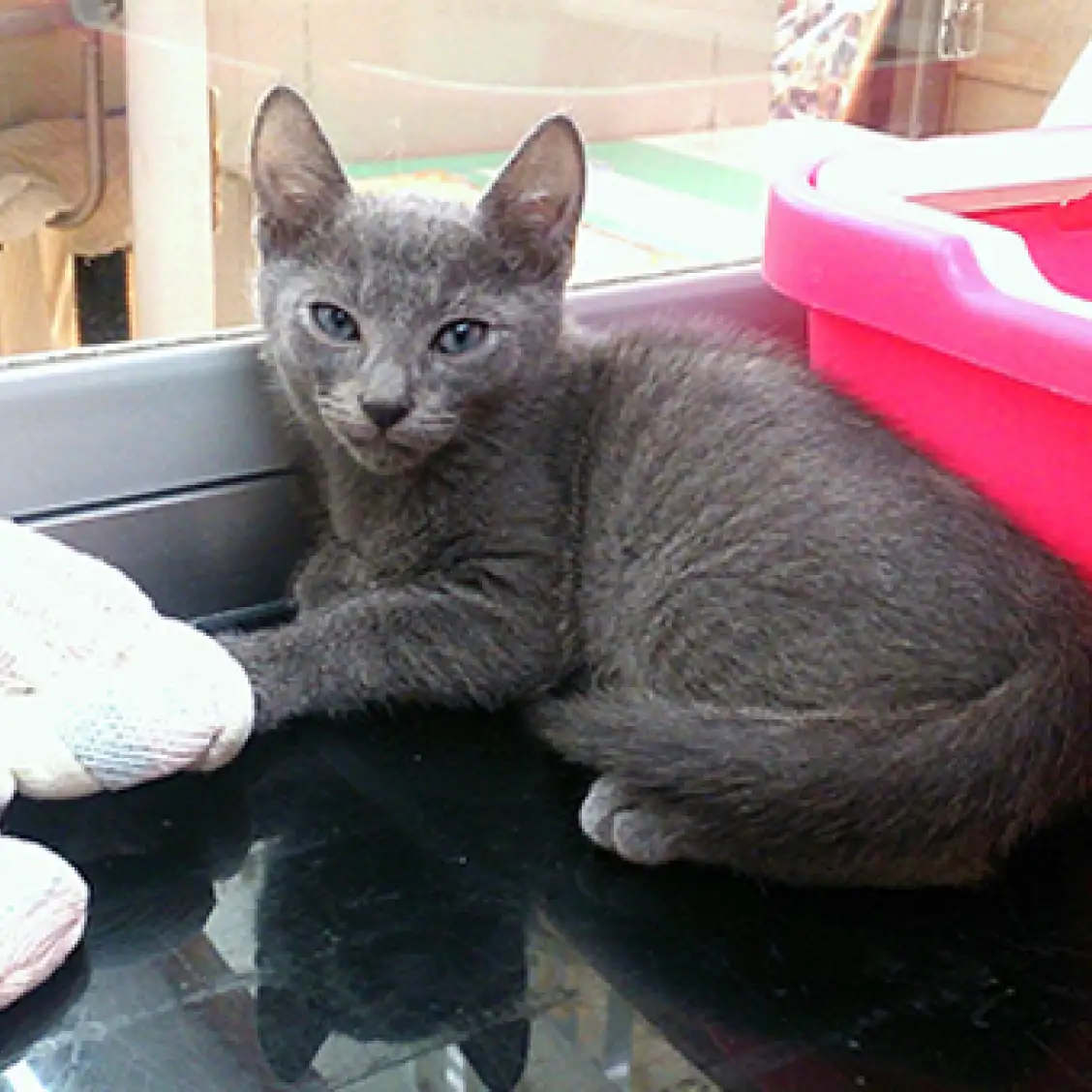 ロシアンブルー