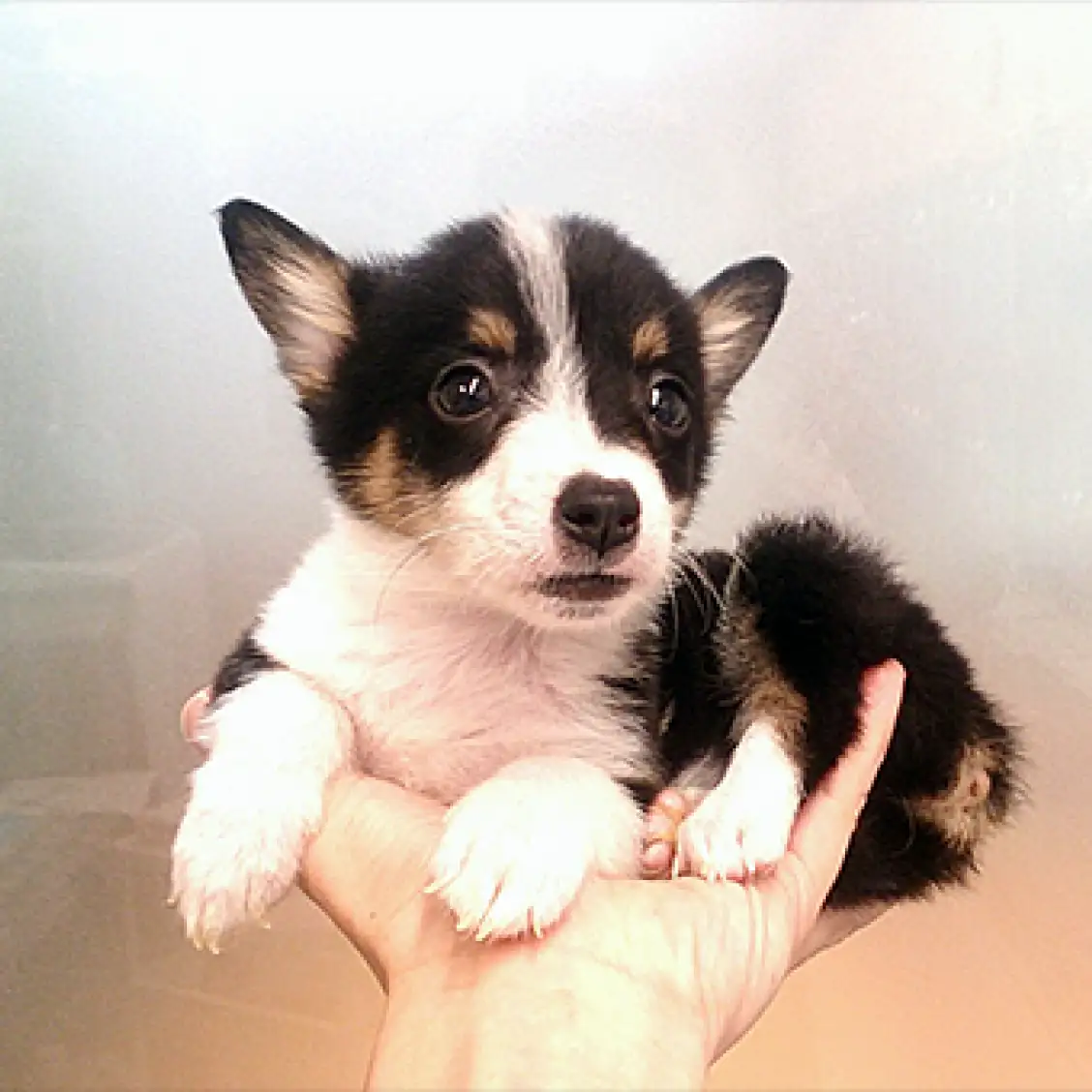 ウェルシュコーギーペンブローク