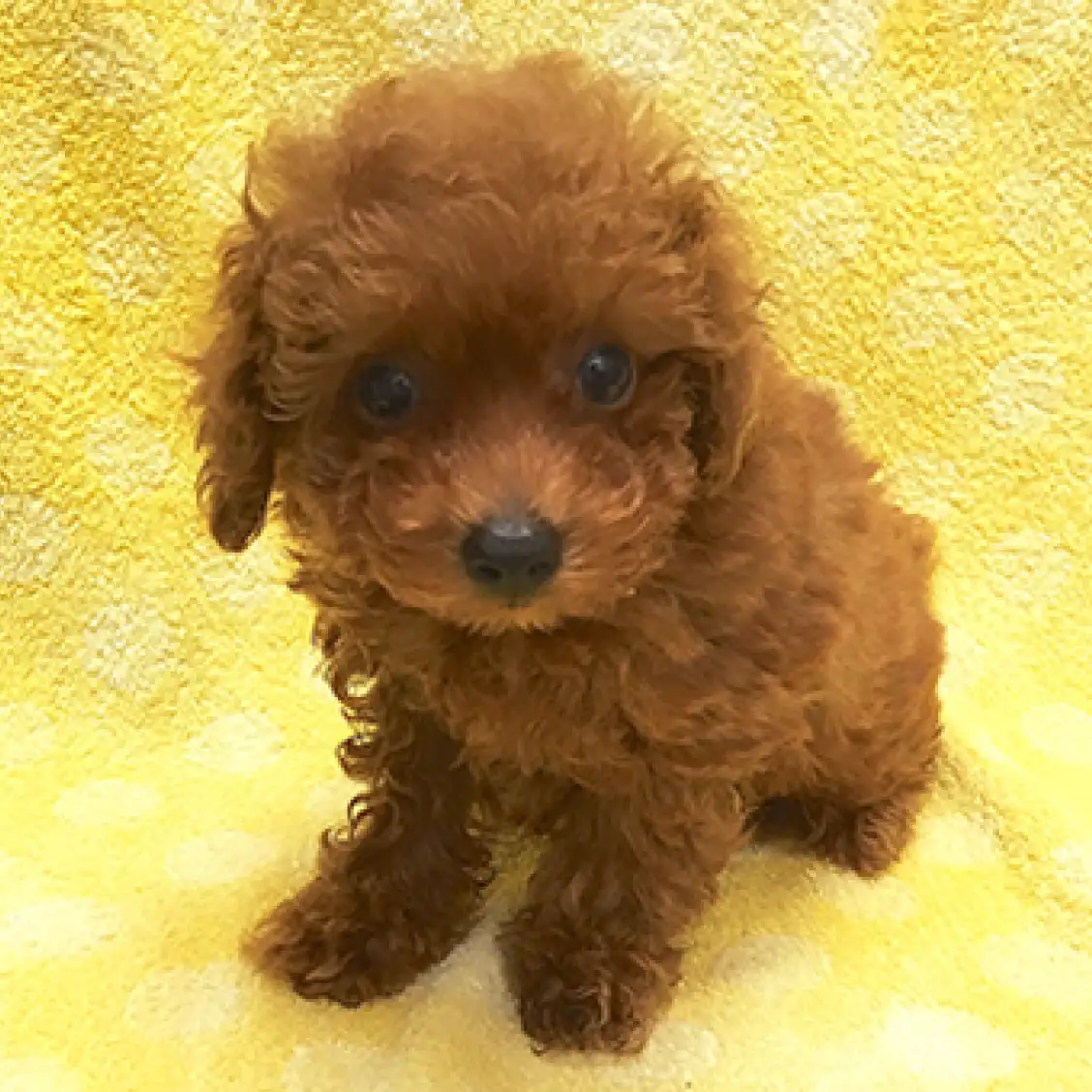 トイ・プードル