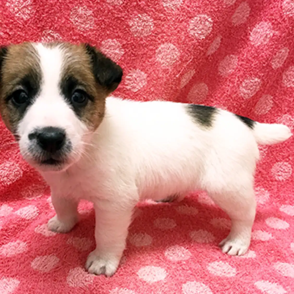 ジャックラッセルテリア