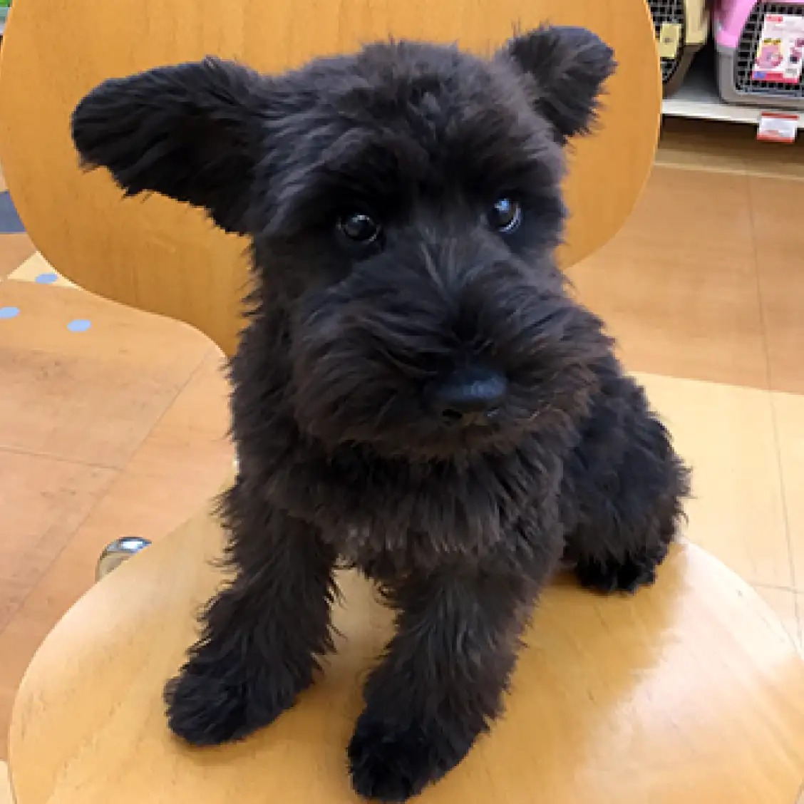 ミニチュア・シュナウザー