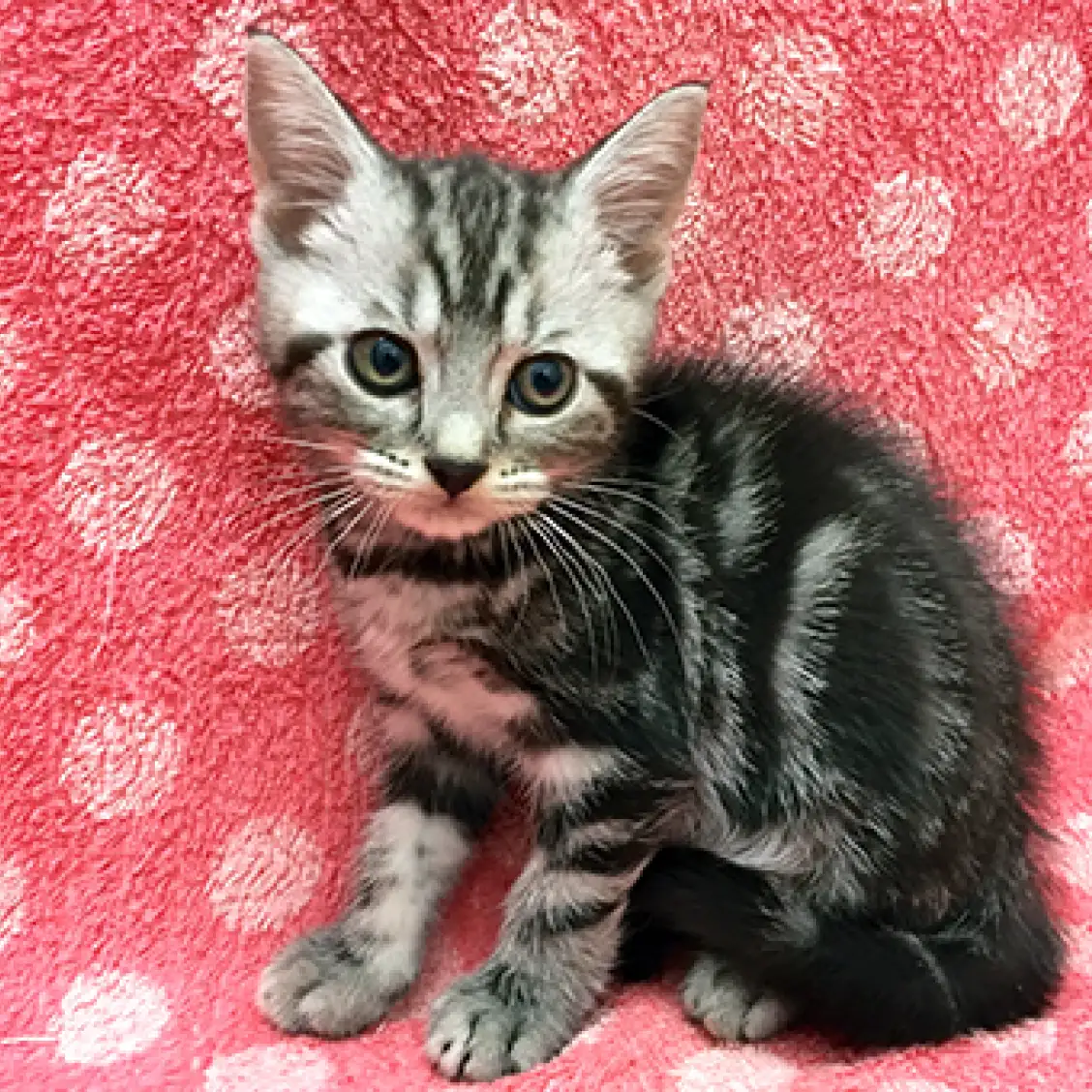 アメリカンショートヘア