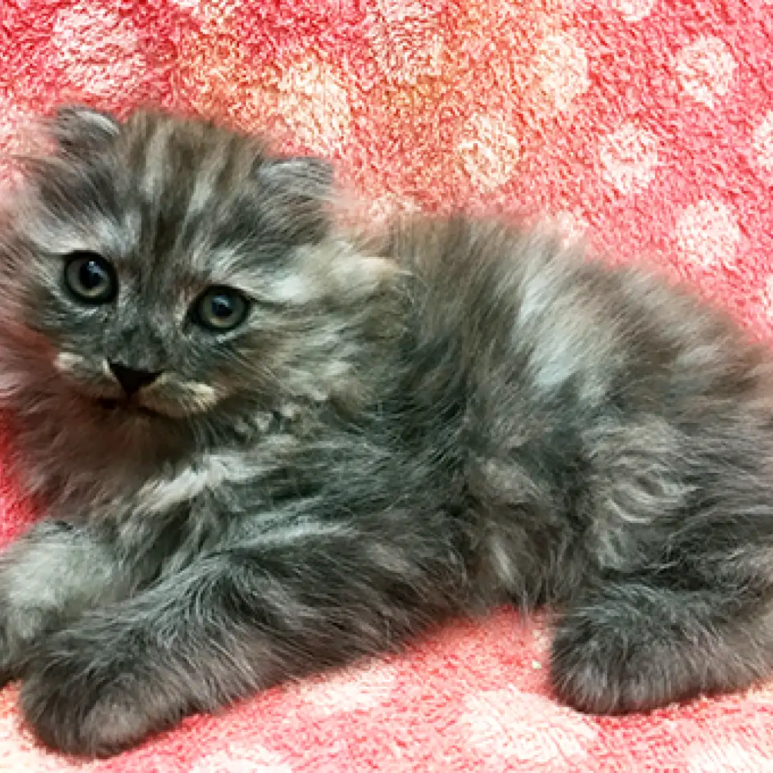 スコティッシュフォールド