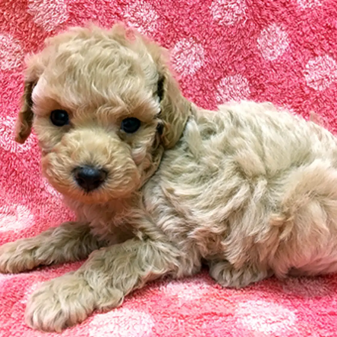 トイ・プードル