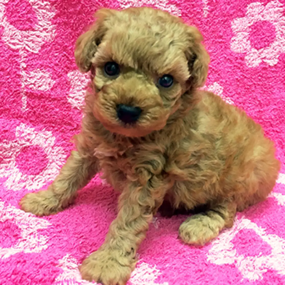 トイ・プードル