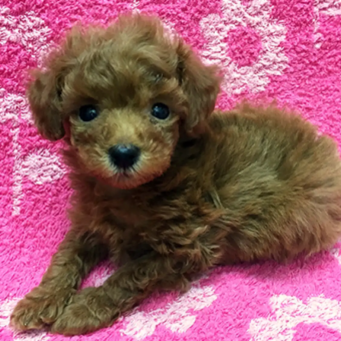 トイ・プードル