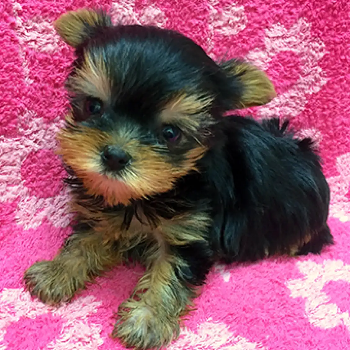 ヨークシャーテリア