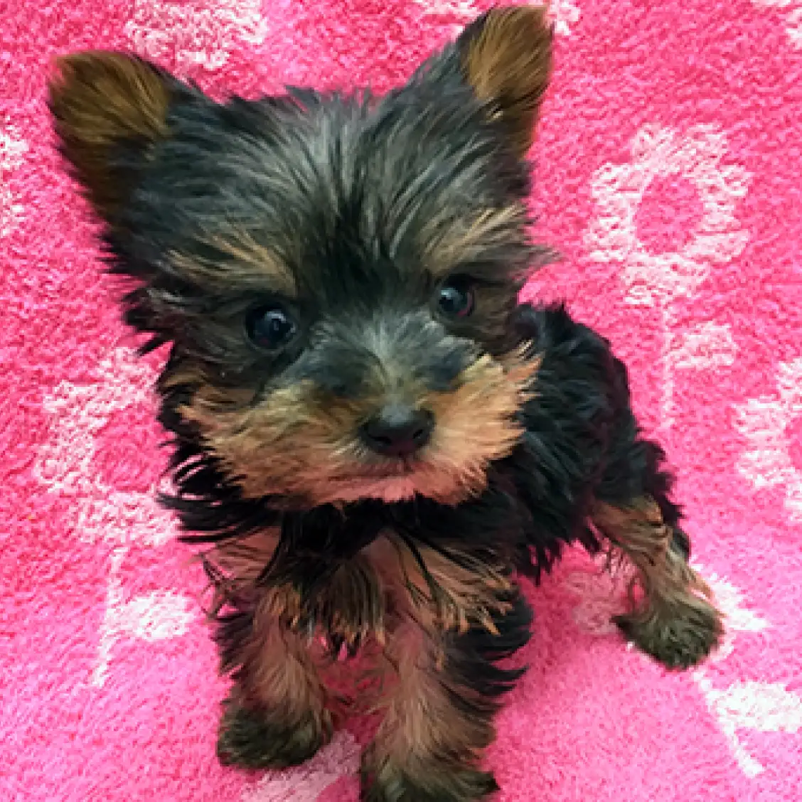 ヨークシャーテリア