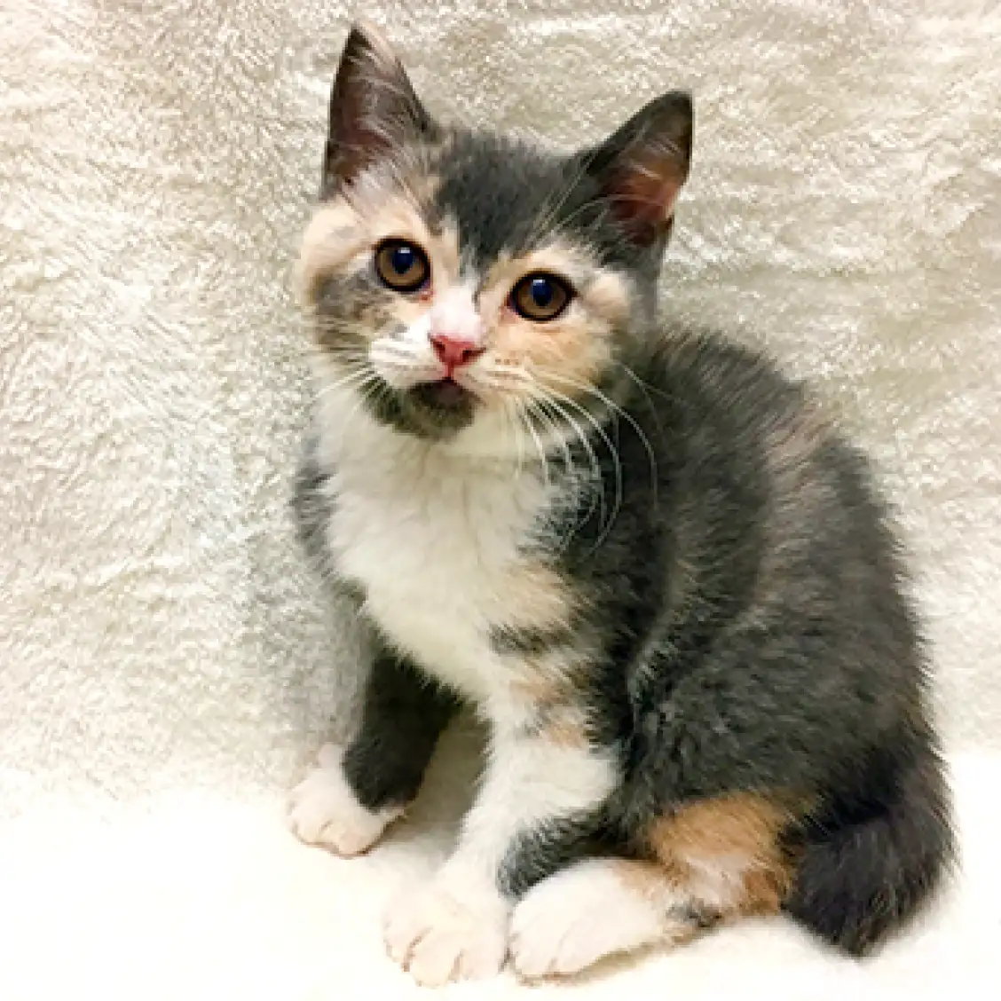 ブリティッシュショートヘア