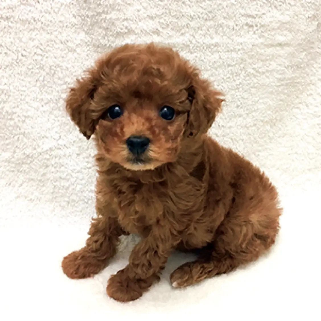 トイ・プードル