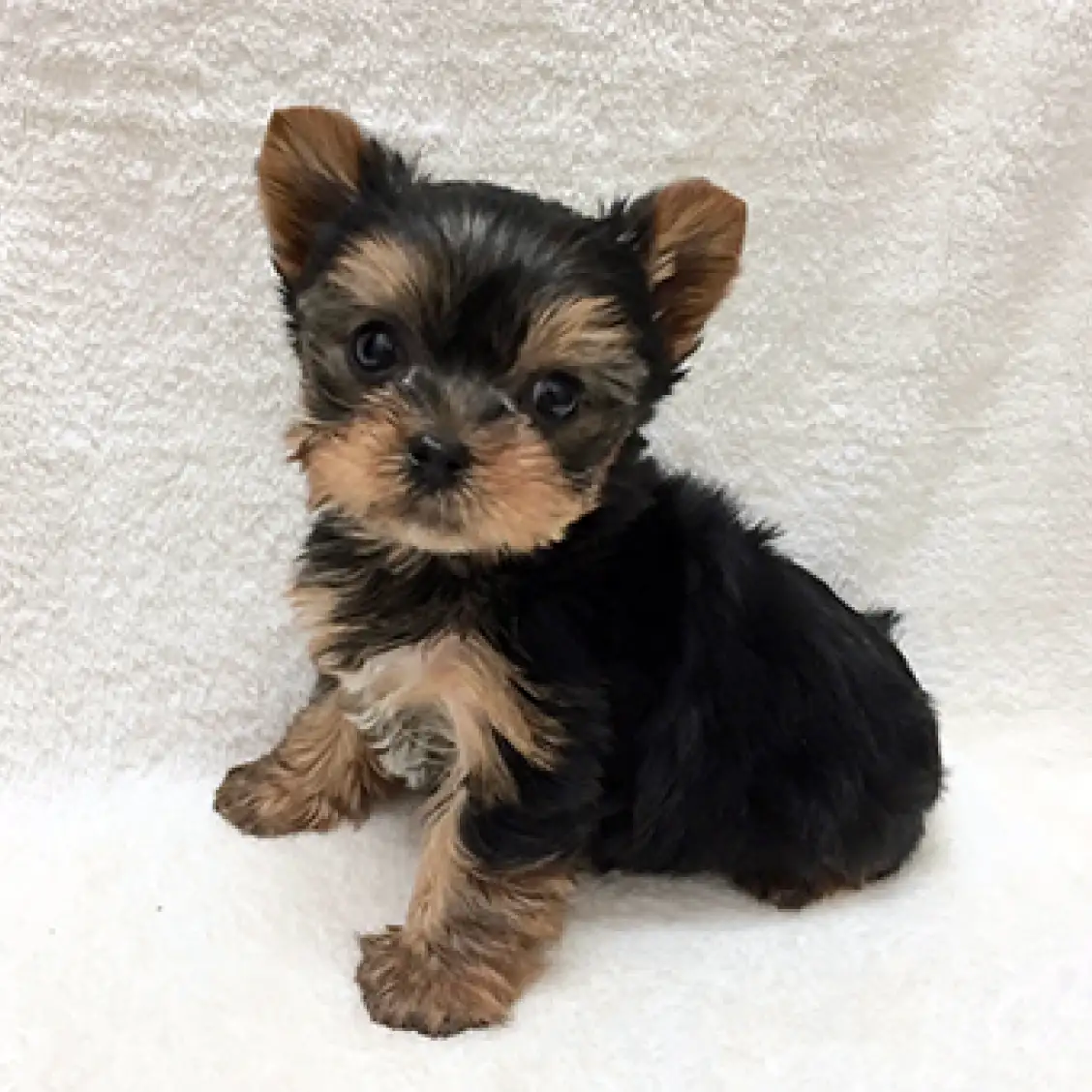 ヨークシャーテリア