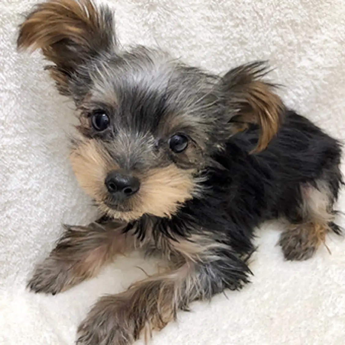 ヨークシャーテリア