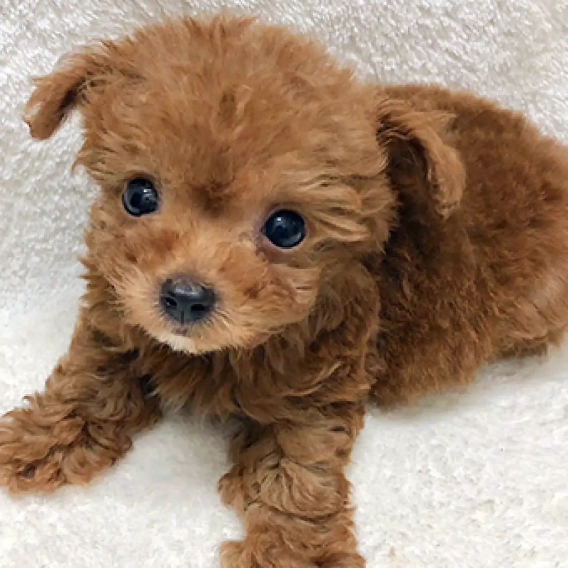 トイ・プードル