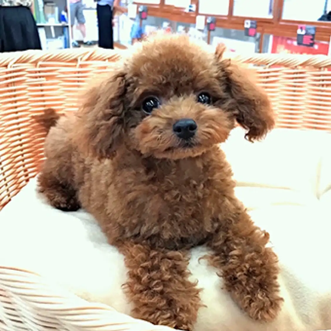 トイ・プードル