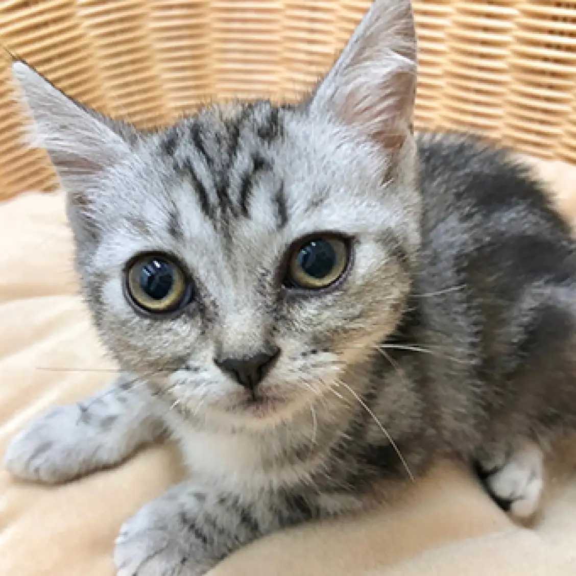 アメリカンショートヘア