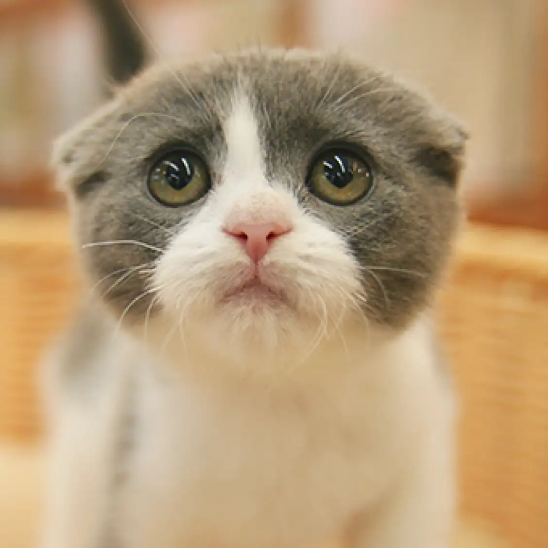 スコティッシュフォールド