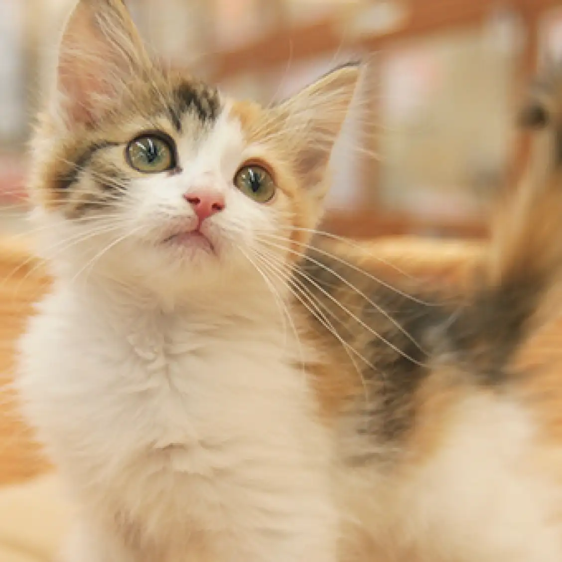 ノルウェージャンフォレストキャット