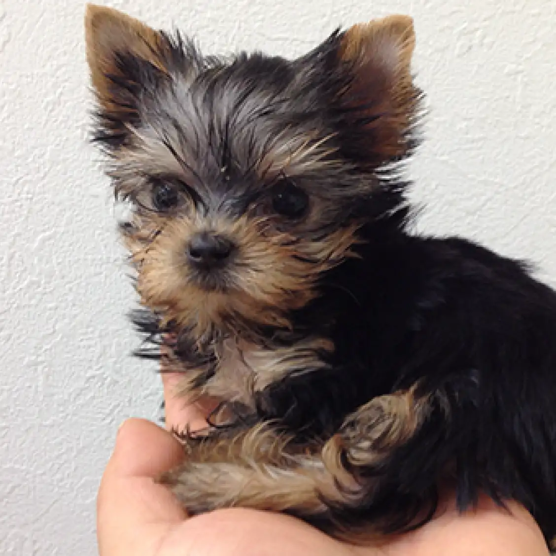 ヨークシャーテリア