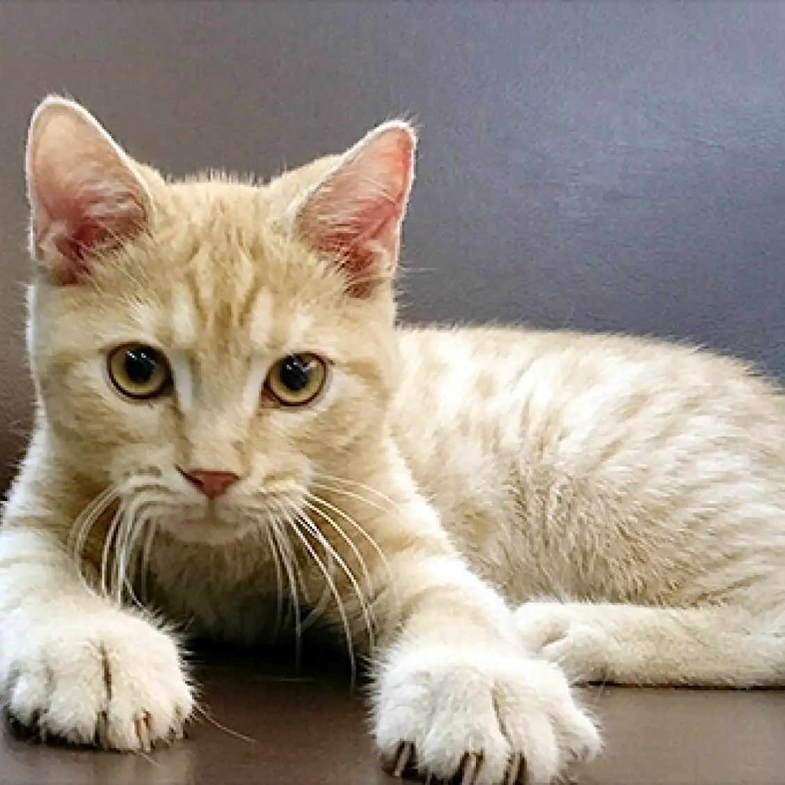 アメリカンショートヘア