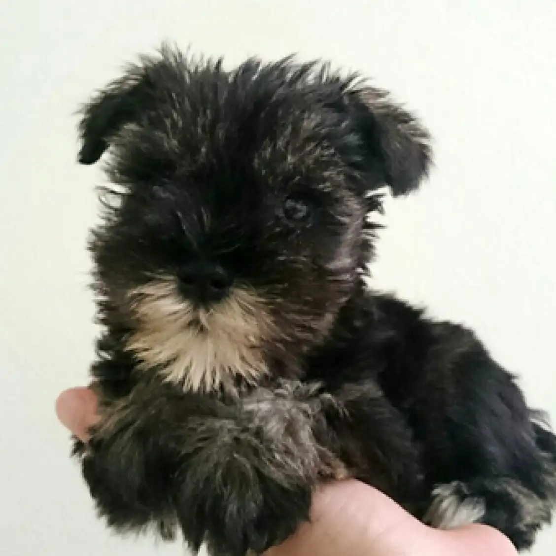 ミニチュア・シュナウザー