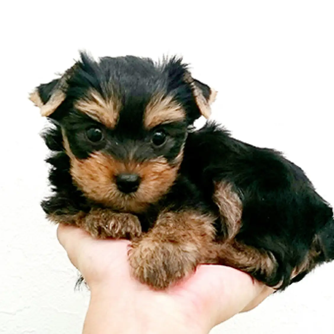 ヨークシャーテリア