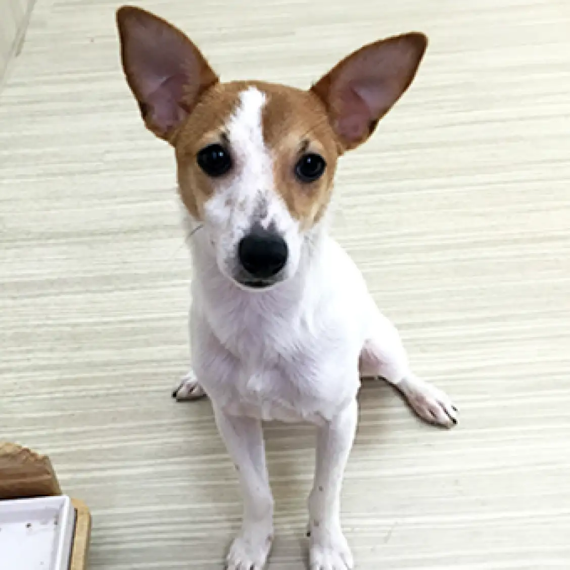 ジャックラッセルテリア