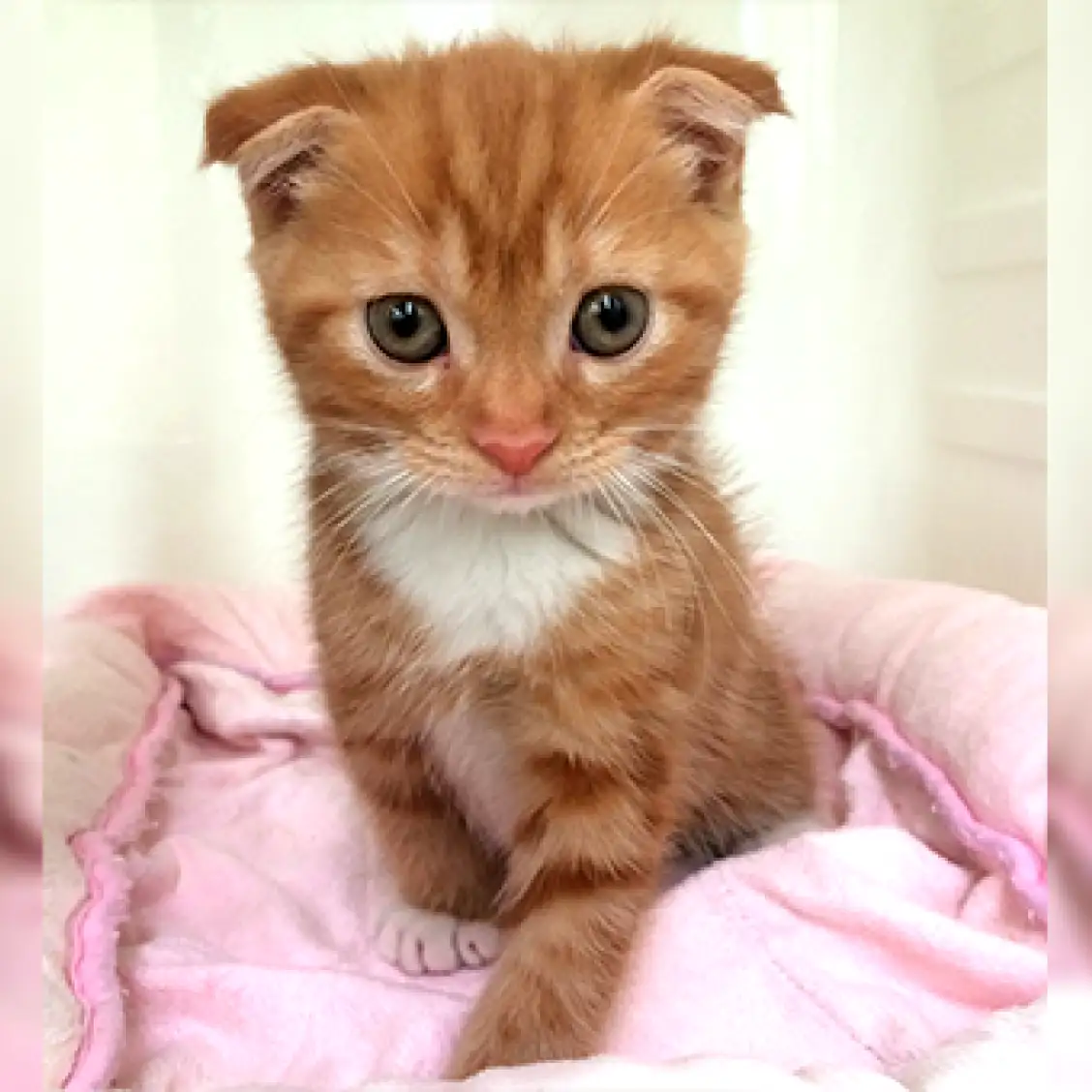 スコティッシュフォールド