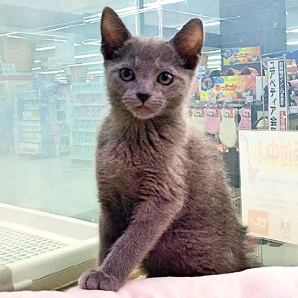 ロシアンブルー