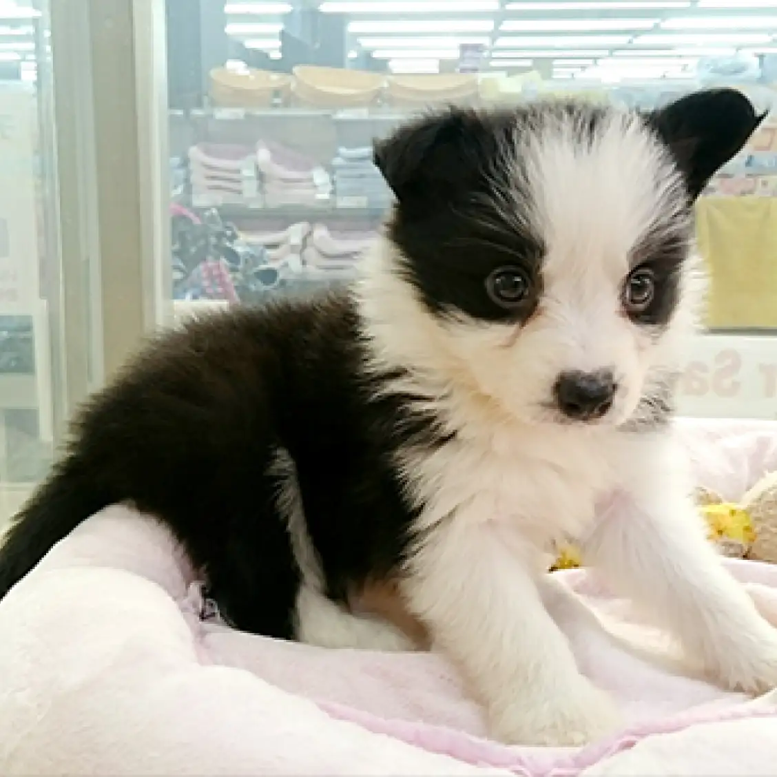 ボーダーコリー