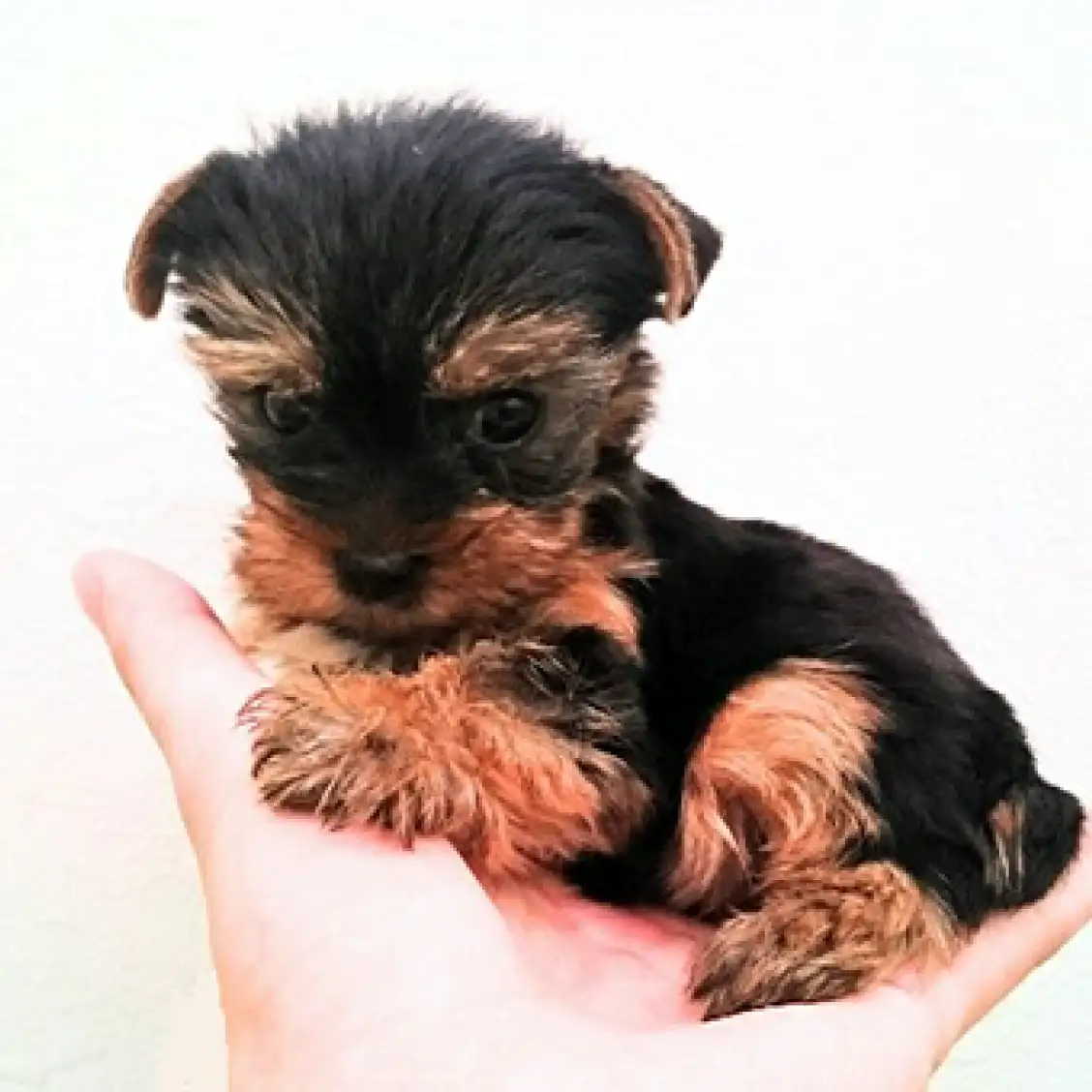 ヨークシャーテリア