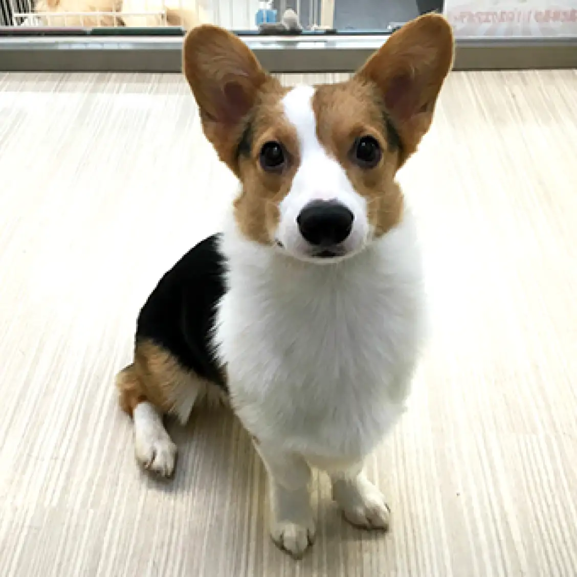 ウェルシュコーギーペンブローク