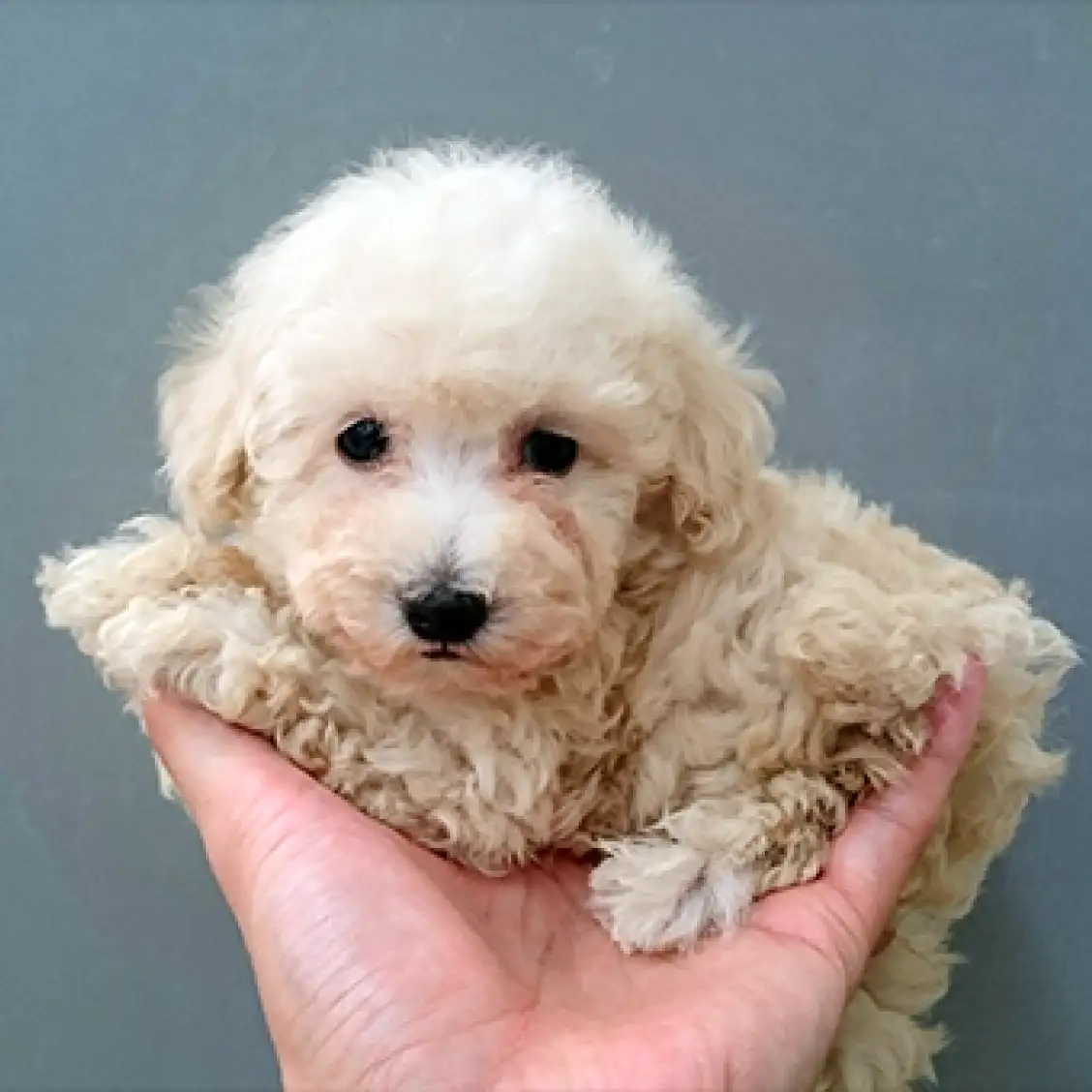 トイ・プードル