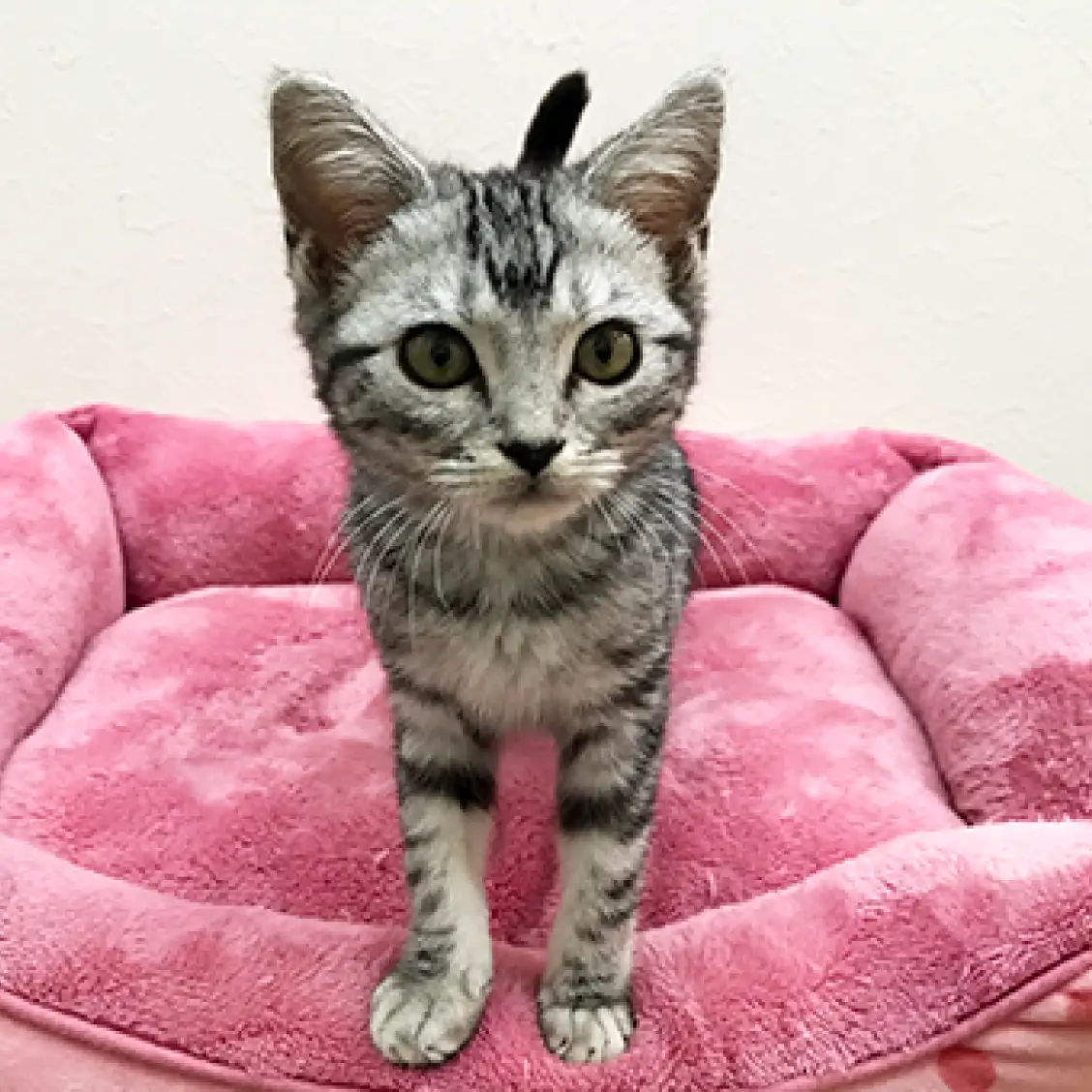 アメリカンショートヘア