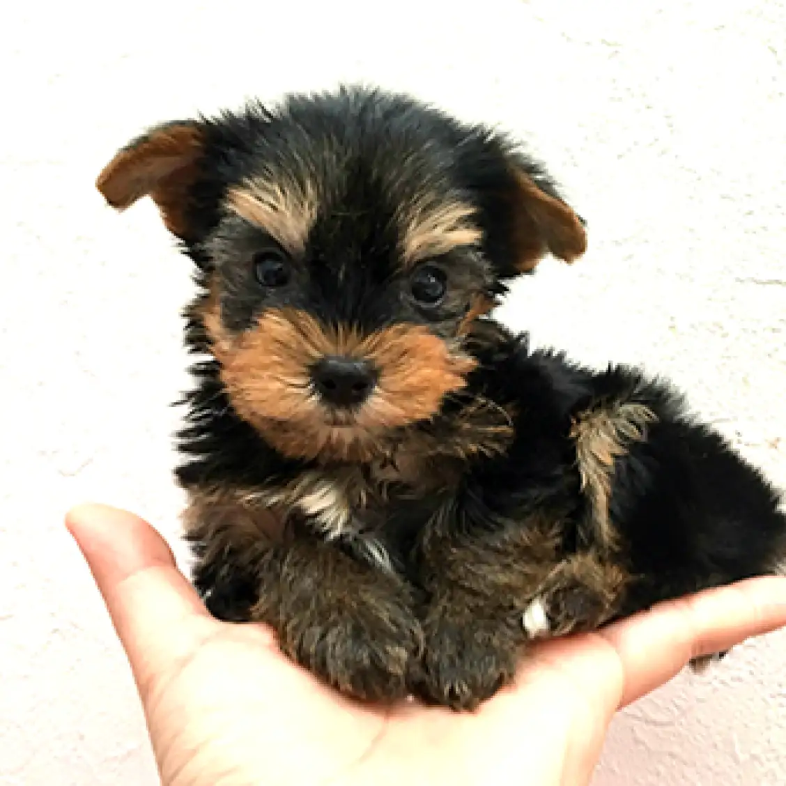 ヨークシャーテリア