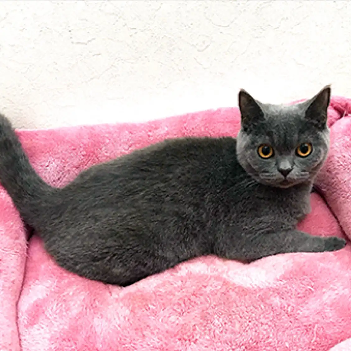 ブリティッシュショートヘア