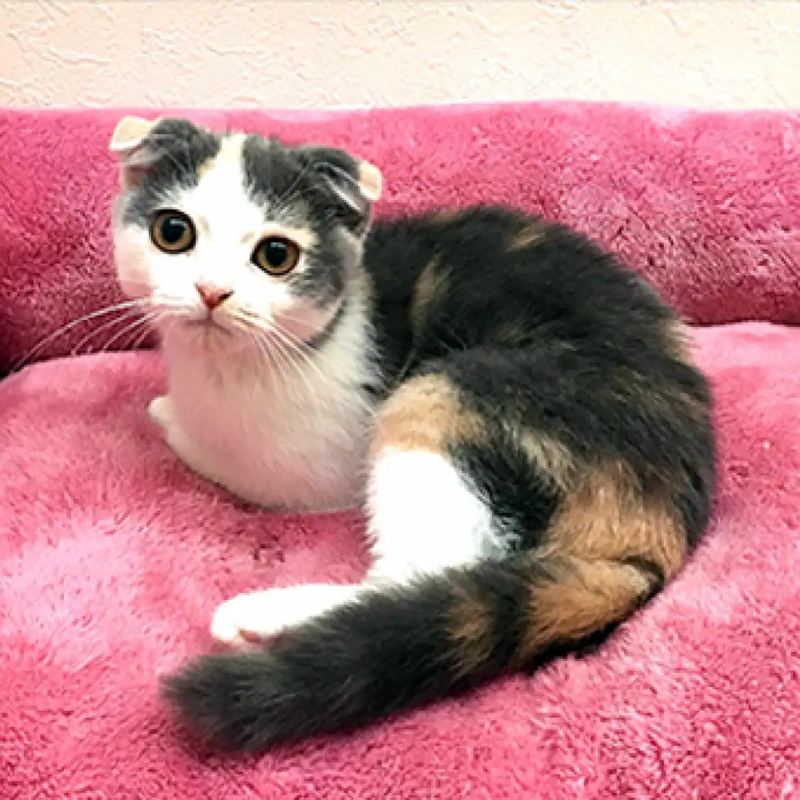 スコティッシュフォールド