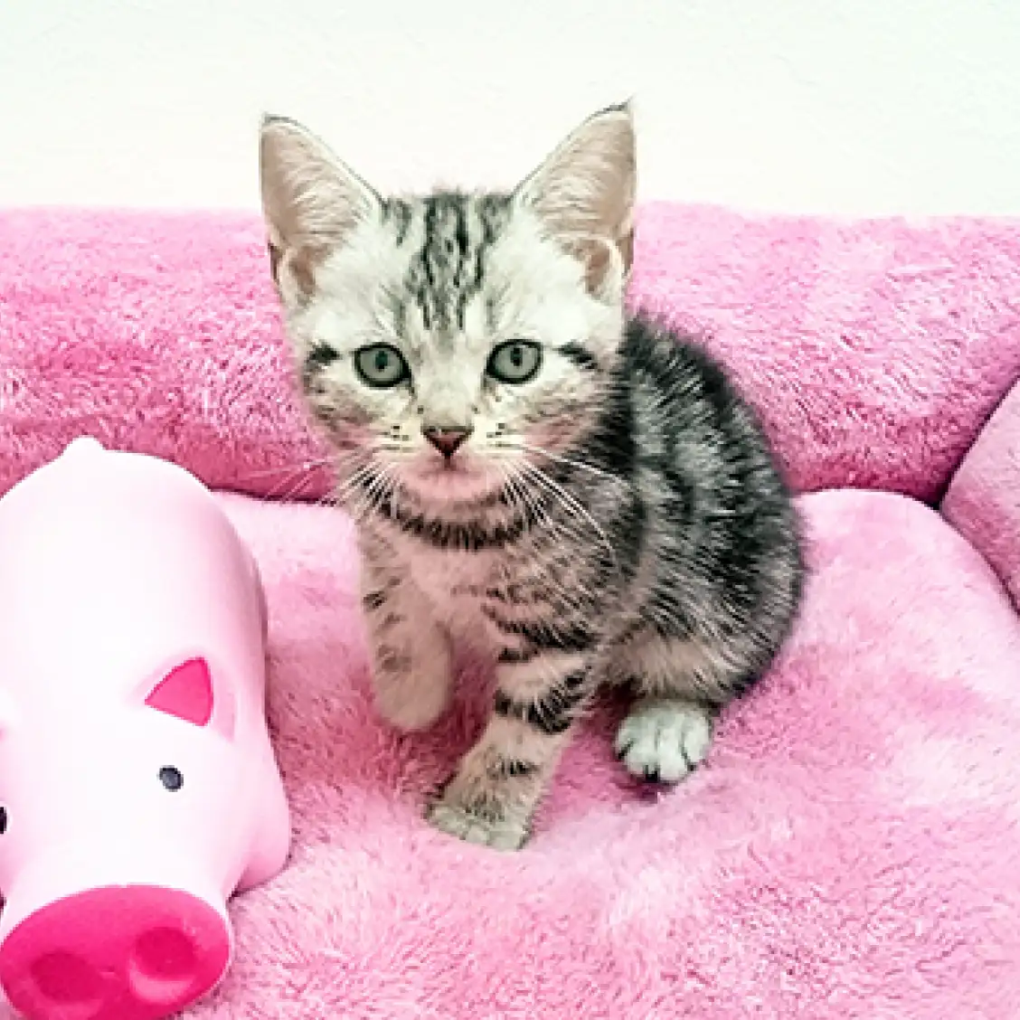 アメリカンショートヘア