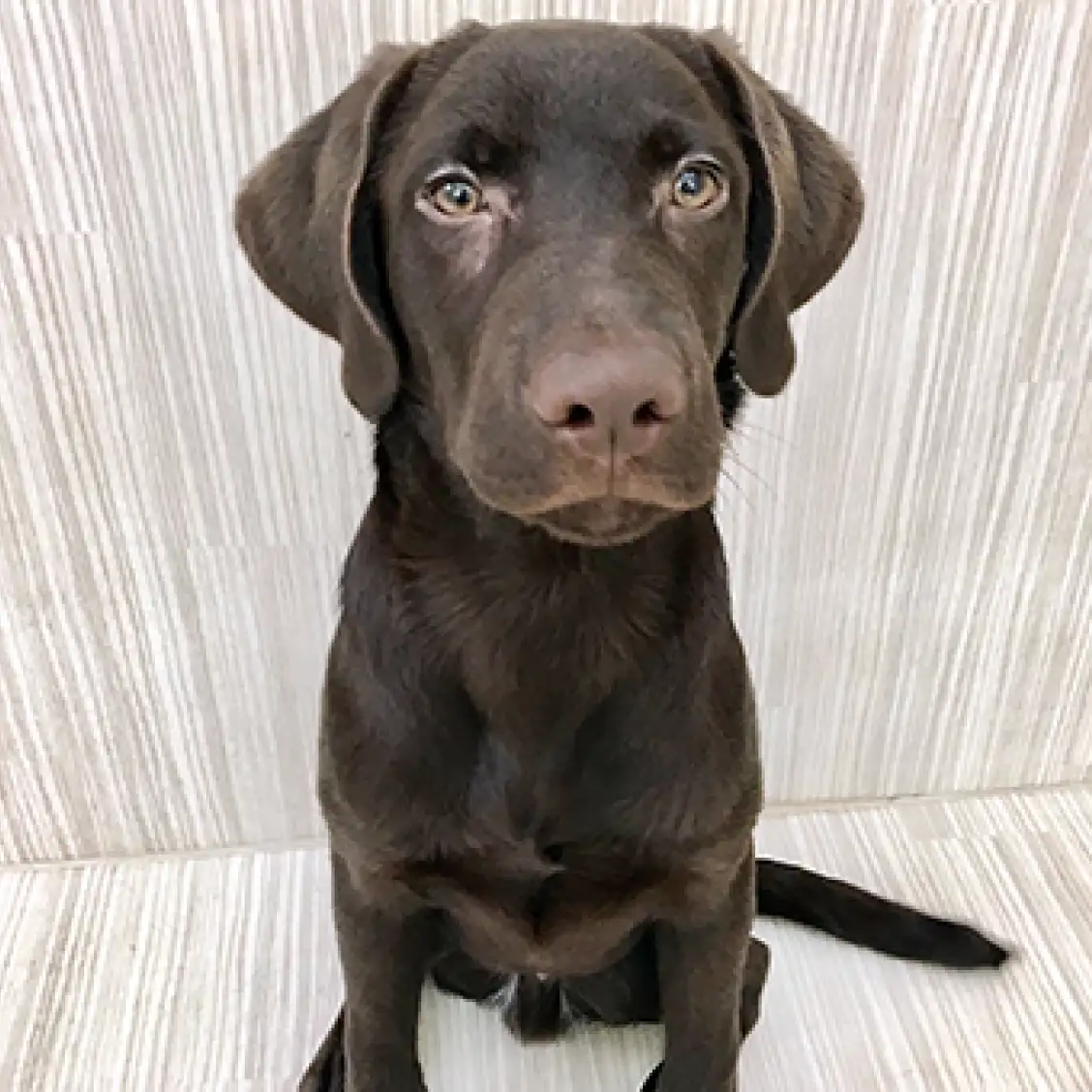 ラブラドールレトリバー